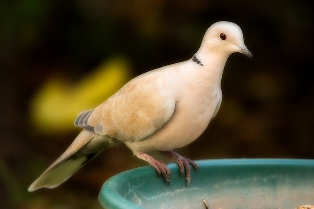 Download grátis Balkan Dove Bird Nature - foto ou imagem gratuita a ser editada com o editor de imagens online GIMP