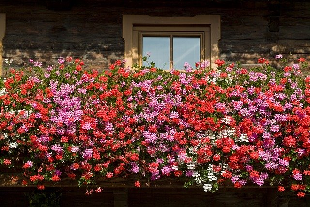Free download Balkonblumen Summer Flowers -  free photo or picture to be edited with GIMP online image editor