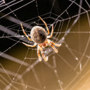 Ball bellied spider  screen for extension Chrome web store in OffiDocs Chromium