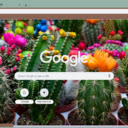 Ball Cactus Flower  screen for extension Chrome web store in OffiDocs Chromium