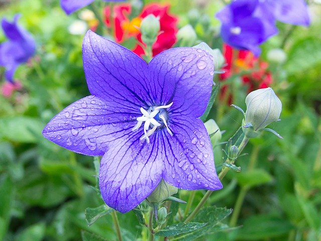 Download gratuito Balloon Flower Blue Close Up - foto o immagine gratuita da modificare con l'editor di immagini online di GIMP