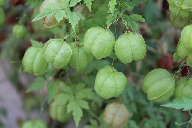 Téléchargement gratuit de Balloon Vine - photo ou image gratuite à éditer avec l'éditeur d'images en ligne GIMP