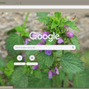 Ballota Nigra  screen for extension Chrome web store in OffiDocs Chromium