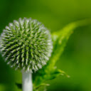 Ball shaped flower branches  screen for extension Chrome web store in OffiDocs Chromium