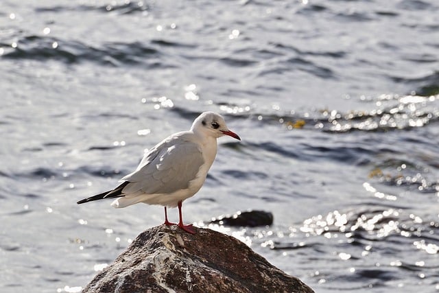 Libreng pag-download ng baltic sea gull rock stones beach libreng larawan na ie-edit gamit ang GIMP libreng online na editor ng imahe