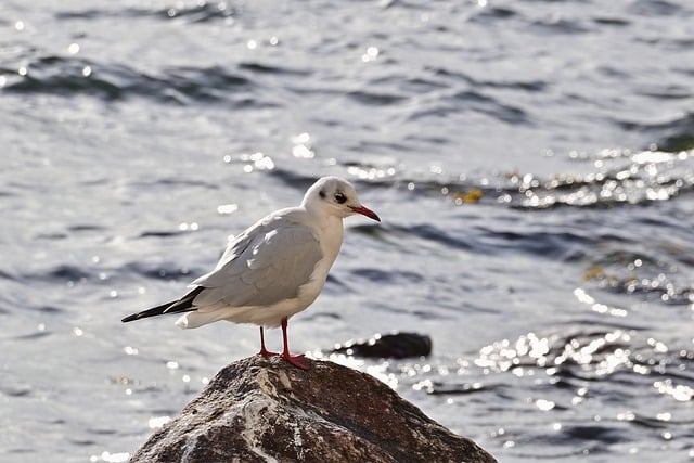 ດາວ​ໂຫຼດ​ຟຣີ baltic sea gull rock stones ຫາດ​ຊາຍ​ຮູບ​ພາບ​ຟຣີ​ທີ່​ຈະ​ໄດ້​ຮັບ​ການ​ແກ້​ໄຂ​ທີ່​ມີ GIMP ບັນນາທິການ​ຮູບ​ພາບ​ອອນ​ໄລ​ນ​໌​ຟຣີ