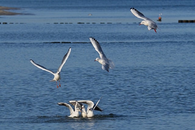 Free download baltic sea seagulls beach sea feed free picture to be edited with GIMP free online image editor