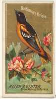 Free download Baltimore Oriole, from the Birds of America series (N4) for Allen & Ginter Cigarettes Brands free photo or picture to be edited with GIMP online image editor
