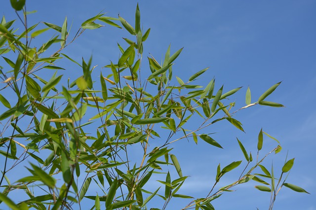 Free download bamboo au gratin blue sky nature free picture to be edited with GIMP free online image editor