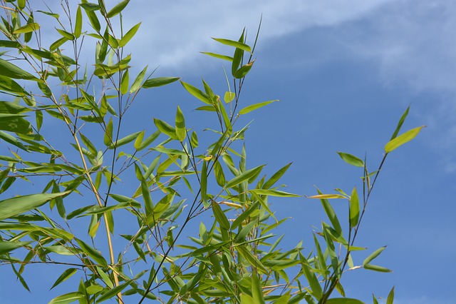Free download bamboo au gratin plant shooting free picture to be edited with GIMP free online image editor