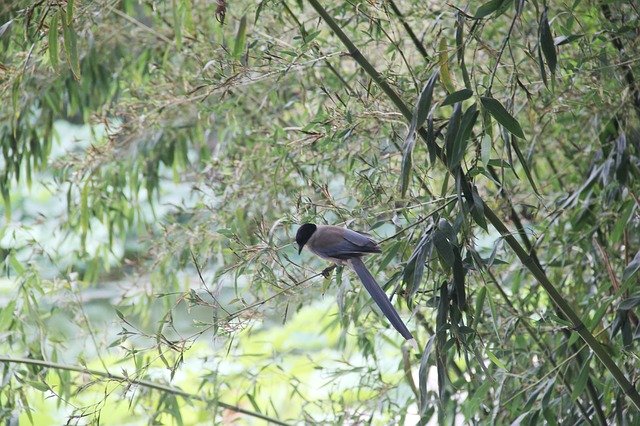 Tải xuống miễn phí Bamboo Bird - ảnh hoặc ảnh miễn phí được chỉnh sửa bằng trình chỉnh sửa ảnh trực tuyến GIMP