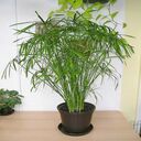 bamboo cloud wallpaper  screen for extension Chrome web store in OffiDocs Chromium