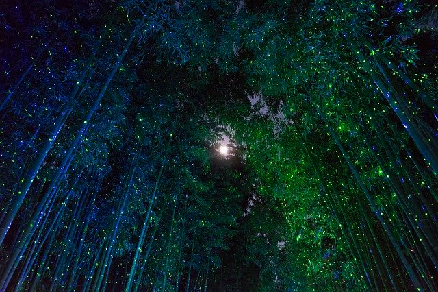 Free download Bamboo Fantasy Moon -  free free photo or picture to be edited with GIMP online image editor