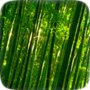 Free download Bamboo Forest -  free free photo or picture to be edited with GIMP online image editor