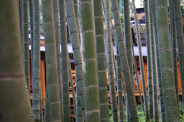 Muat turun percuma Bamboo Forest Close Up - foto atau gambar percuma untuk diedit dengan editor imej dalam talian GIMP