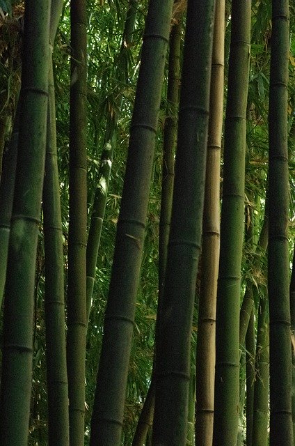 Free picture Bamboo Forest Green -  to be edited by GIMP free image editor by OffiDocs