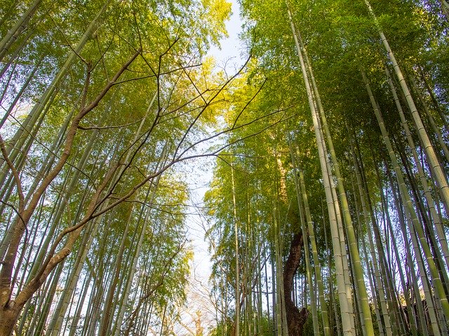 Free download Bamboo Forest Lane -  free photo or picture to be edited with GIMP online image editor