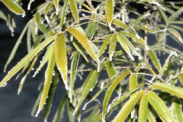 Téléchargement gratuit de Bambou Frozen Ice - photo ou image gratuite à modifier avec l'éditeur d'images en ligne GIMP