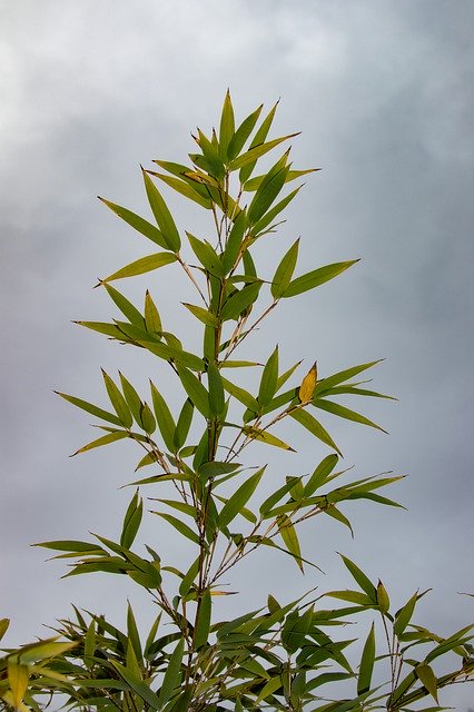竹の緑の自然を無料でダウンロード-GIMPオンラインイメージエディターで編集できる無料の写真または画像