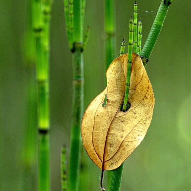 Free download bamboo leaf nature forest outdoors free picture to be edited with GIMP free online image editor