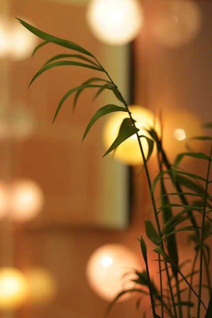 Free download Bamboo Palmetto -  free photo or picture to be edited with GIMP online image editor