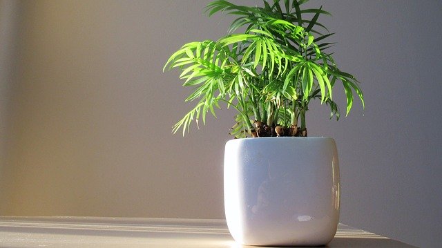 무료 다운로드 Bamboo Plant Green - 무료 사진 또는 GIMP 온라인 이미지 편집기로 편집할 수 있는 사진