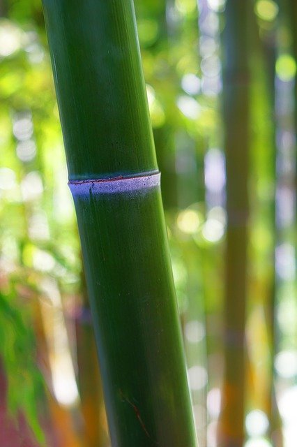 Free download Bamboo Plant Nature -  free photo or picture to be edited with GIMP online image editor
