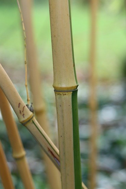 Free download Bamboo Stems Asia -  free photo or picture to be edited with GIMP online image editor