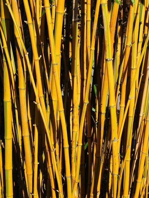 Download gratuito di Bamboo Thicket Yellow: foto o immagine gratuita da modificare con l'editor di immagini online GIMP