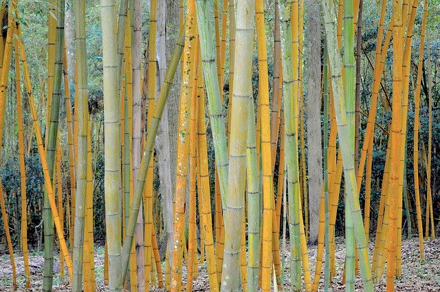 دانلود رایگان Bamboo Tree Louisiana - عکس یا تصویر رایگان برای ویرایش با ویرایشگر تصویر آنلاین GIMP