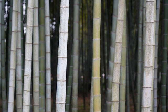 Free download bamboo tree plant green jungle free picture to be edited with GIMP free online image editor