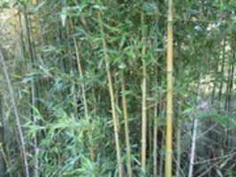 Free download Bamboo Trees at Roger Williams Zoo free photo or picture to be edited with GIMP online image editor