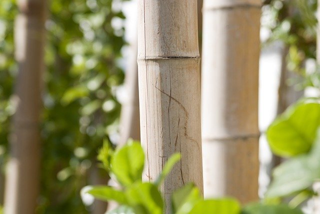 Muat turun percuma Bamboo Trunks Grass - foto atau gambar percuma untuk diedit dengan editor imej dalam talian GIMP