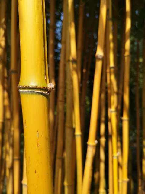 Descarga gratuita Bamboo Yellow Garden: foto o imagen gratuita para editar con el editor de imágenes en línea GIMP