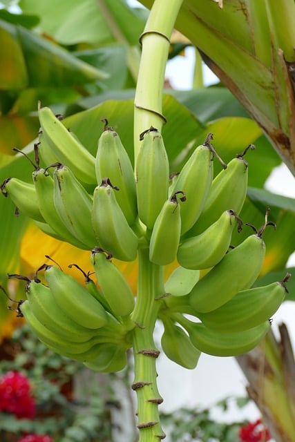 Free download banana banana tree fruit food free picture to be edited with GIMP free online image editor