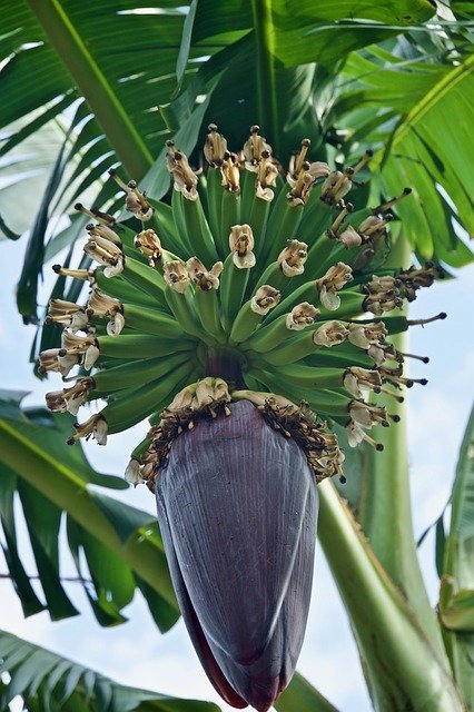 Безкоштовно завантажте Banana Fruit Tree - безкоштовне фото або зображення для редагування за допомогою онлайн-редактора зображень GIMP