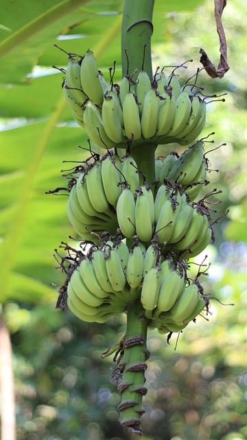 Free download banana fruit tree plant leaves free picture to be edited with GIMP free online image editor