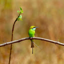 Banana Hat Green Bird  screen for extension Chrome web store in OffiDocs Chromium