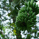 Banana leaves of childhood  screen for extension Chrome web store in OffiDocs Chromium