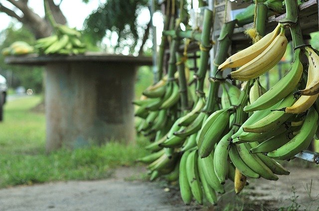 Download gratuito Bananas Guieno Tubers - foto o immagine gratuita da modificare con l'editor di immagini online di GIMP