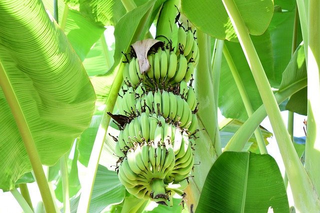 Descărcare gratuită Bananas Tons Of Green - fotografie sau imagini gratuite pentru a fi editate cu editorul de imagini online GIMP