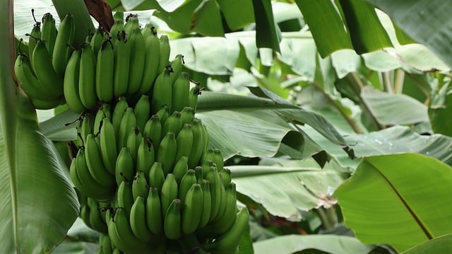 Free download banana tree banana cultivation free picture to be edited with GIMP free online image editor