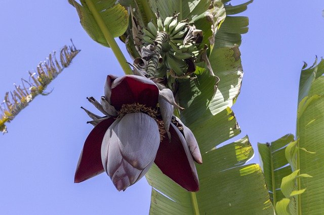 Free download Banana Tree Flower Bananas -  free photo or picture to be edited with GIMP online image editor