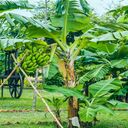 banana tree wallpaper  screen for extension Chrome web store in OffiDocs Chromium