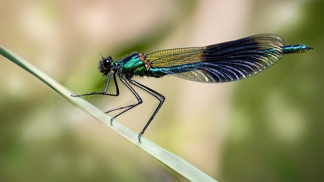 Free download banded demoiselle damselfly odontera free picture to be edited with GIMP free online image editor