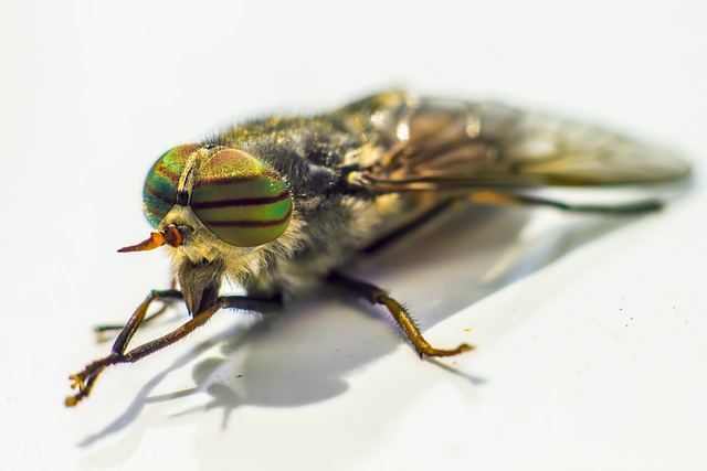 Free graphic band eyed brown horsefly to be edited by GIMP free image editor by OffiDocs