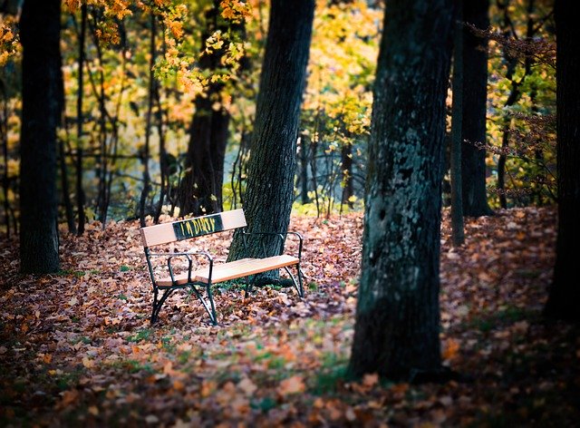 Безкоштовно завантажте Bank Forest Trees – безкоштовну фотографію чи зображення для редагування за допомогою онлайн-редактора зображень GIMP