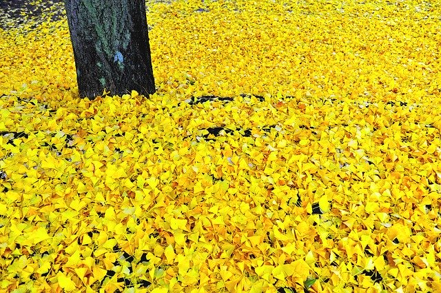 ດາວໂຫລດຟຣີ Bank Leaves Autumn Yellow - ຮູບພາບຫຼືຮູບພາບທີ່ບໍ່ເສຍຄ່າເພື່ອແກ້ໄຂດ້ວຍຕົວແກ້ໄຂຮູບພາບອອນໄລນ໌ GIMP