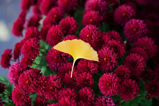 Free download bank leaves leaves red flower free picture to be edited with GIMP free online image editor