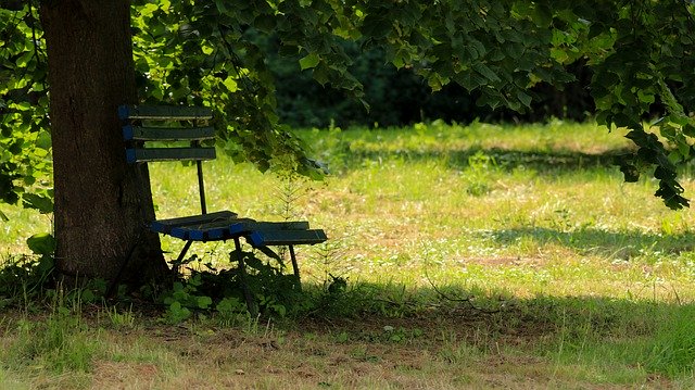 Ücretsiz indir Bank Tree Park - GIMP çevrimiçi resim düzenleyici ile düzenlenecek ücretsiz fotoğraf veya resim